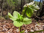 PIZZO di SPINO ad anello con croce di bracca da Pregaroldi di Bracca-8apr26  - FOTOGALLERY